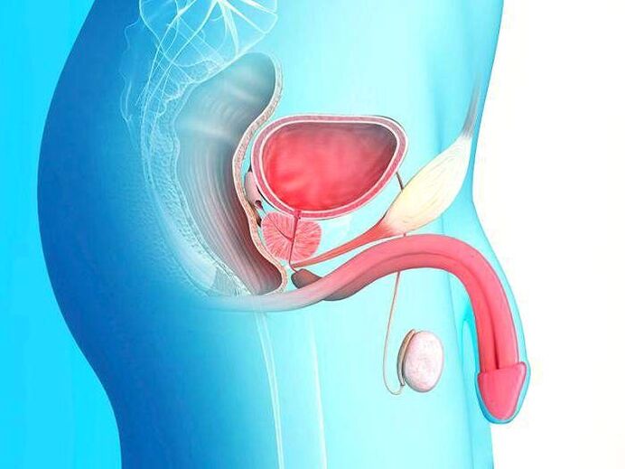 zakila eta kirurgikoki luzatzea