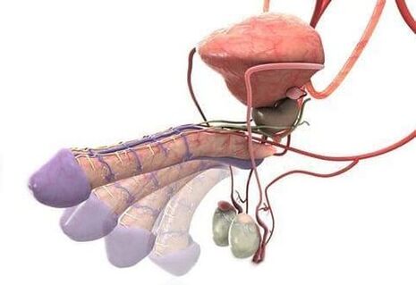 zakila handitzeko kirurgia ondoren erekzioa